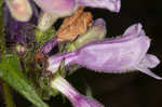 Longsepal beardtongue